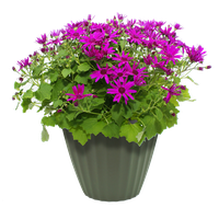 Purple Pot Flower Free Clipart HD
