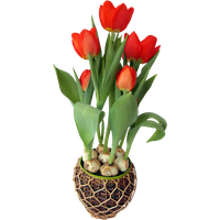 Tulip Pot Flower Download Free Image