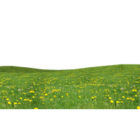 Field Grass Green Free Clipart HD