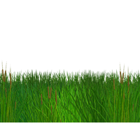 Field Grass Green Free Download Image