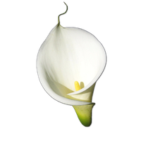 Blossom Lily Calla PNG File HD