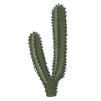 Vector Photos Plant Prickly Cactus