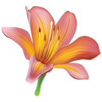 Lily Calla Red Free Download PNG HQ