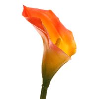 Lily Calla Red PNG Download Free