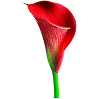 Lily Calla Red Free PNG HQ