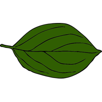 Fresh Green Leafs PNG Download Free