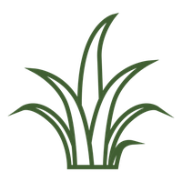 Vector Grass PNG Free Photo