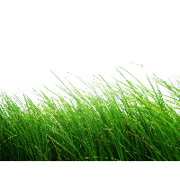 Grass Green Free Download PNG HQ