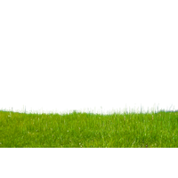 Grass Green Download Free Image