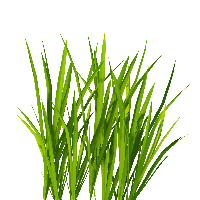 Grass Green Free Download Image