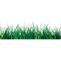 Vector Grass Green Free Download PNG HQ