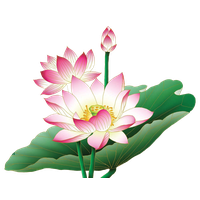 Lotus Flower Free HD Image