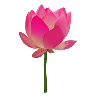 Lotus Flower HD Image Free