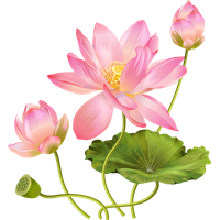 Pink Lotus Flower Free Photo