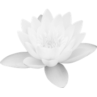 Lotus Vector Flower Free Photo