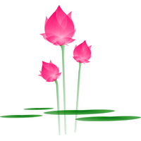 Lotus Vector Flower Download Free Image