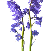Flower Pic Bluebells PNG Image High Quality