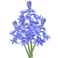 Flower Bluebells HQ Image Free