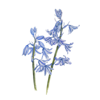 Photos Bluebells Free Download PNG HQ
