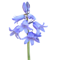 Pic Bluebells Free Download PNG HQ