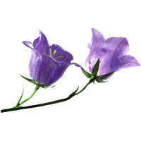 Bluebells Free PNG HQ