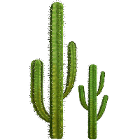 Cactus Prickle Free Transparent Image HD
