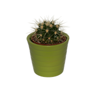 Cactus Prickle PNG Free Photo