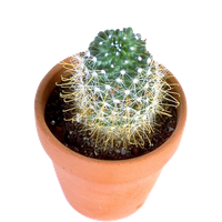 Cactus Prickle Download HD