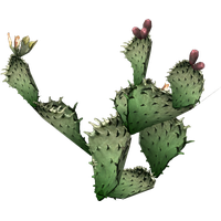 Photos Cactus Prickle PNG Image High Quality
