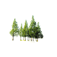 Tree Forest Free Transparent Image HQ