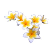 Frangipani Flower PNG Download Free