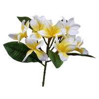 Frangipani Flower Pic Download Free Image
