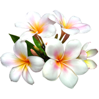 Frangipani White Flower Pic Free HD Image