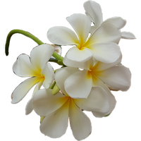 Frangipani White Flower PNG File HD