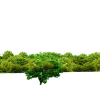 Tree Green Forest Free Clipart HQ