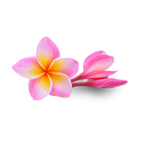 Pink Frangipani Flower Download HD