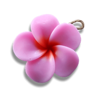 Pink Frangipani Flower Free HD Image