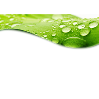 Water Drop Leaf Download Free Image