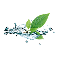 Water Picture Drop Leaf Free Download PNG HD