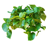 Leaves Green Ivy Hanging PNG File HD