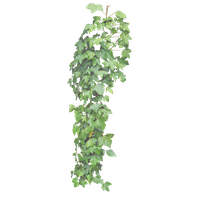 Leaves Green Ivy Hanging Free Download PNG HD