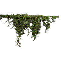 Ivy Hanging PNG Image High Quality