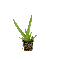 Vera Potted Aloe PNG File HD