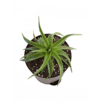 Vera Images Potted Aloe Free PNG HQ