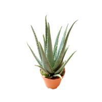 Vera Picture Potted Aloe Free Download PNG HD