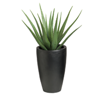 Vera Photos Potted Aloe PNG Download Free