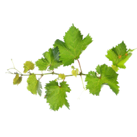 Vine Leaf Grape Free HD Image
