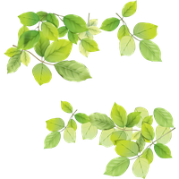 Green Leafs PNG Free Photo
