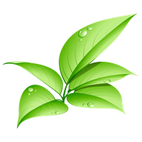Leaves Green Free Clipart HD