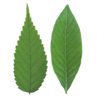 Green Organic Leafs Photos Free Download PNG HQ